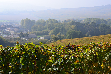 Vignes en Champagne